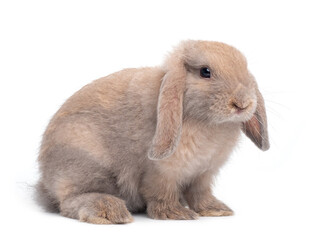 Naklejka premium Brown cute baby holland lop rabbit sitting isolated on white background. Lovely action of young rabbit.