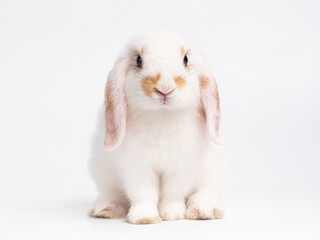 Baby white holland lop rabbit sitting on white background. Lovely action of young rabbit.