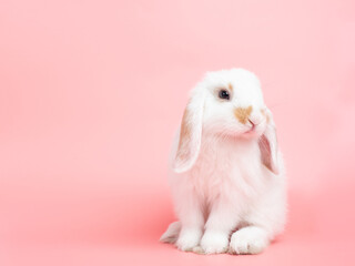 Baby white holland lop rabbit sitting on pink background. Lovely action of young rabbit.