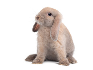 Brown cute baby holland lop rabbit sitting isolated on white background. Lovely action of young rabbit.
