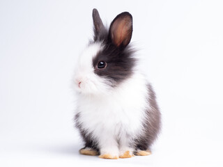 Fototapeta premium Front view of cute baby rabbit sitting isolated on white background. Lovely action of young rabbit.
