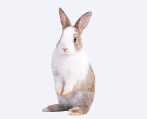 Front view of cute baby rabbit standing isolated on white background. Lovely action of young rabbit.