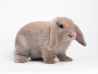 Brown cute rabbit standing isolated on white background. Lovely action of holland lop rabbit.