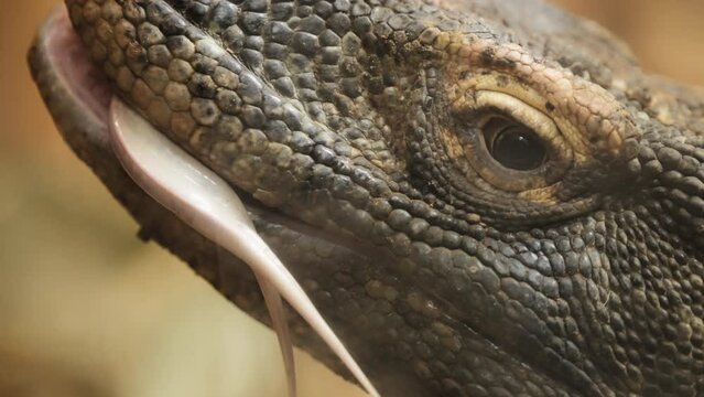 Close up of komodo dragon sticking out its tongue. Slow motion. 