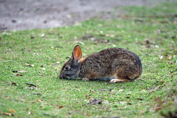 Fototapeta premium Wild rabbit grazing at Lago Mojanda outside of Otavalo, Ecuador