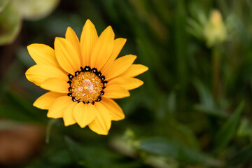Treasure flower, yellow flower in green background