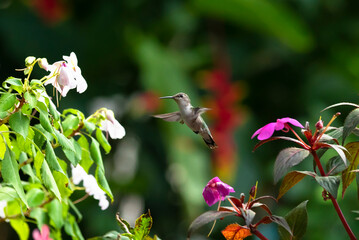 Wild hummingbird flying among flowers, detail.