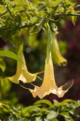 Obraz premium Angel's trumpets, yellow flower in green background
