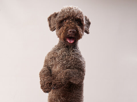 lagotto romagnolo on a beige background. Portrait of a funny puppy in the studio