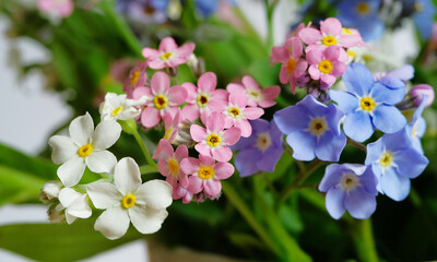 Fototapeta premium Multicolored forget-me-nots