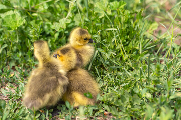 Fototapeta premium Canadian Goslings on the grass.