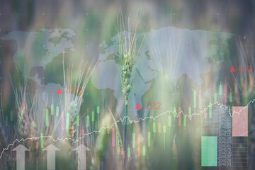 Global Food crisis with duble exposure of graphic diagrams and charts with wheat field. Embargo and...