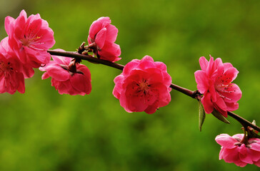 peach blossom branch