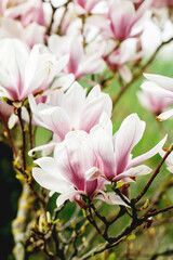 Pink blossom magnolia flowers