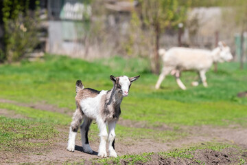 baby goat kids stand in long summer grass.