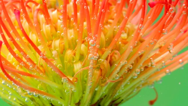 Beautiful flower with stamens under water. Stock footage. Exotic bright flower under water with bubbles. Beautiful flower stamens in clear water with bubbles. Refreshing water with proteus 