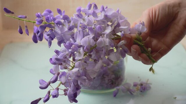 Purple wisteria flower (Purple Rain of Sensuality) holding in hand for perfume or cosmetics making.