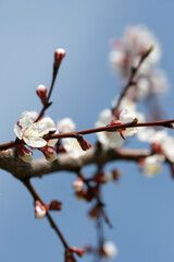 Blooming apricot in spring on a sunny day