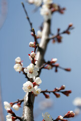 Blooming apricot in spring on a sunny day