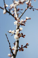 Blooming apricot in spring on a sunny day