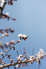 Blooming apricot in spring on a sunny day