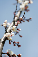 Blooming apricot in spring on a sunny day