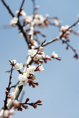 Obraz premium Blooming apricot in spring on a sunny day