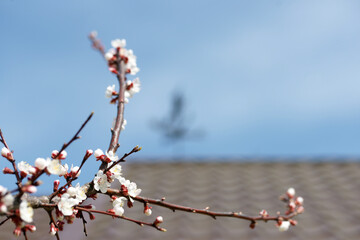 Blooming apricot in spring on a sunny day