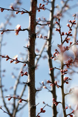 Blooming apricot in spring on a sunny day
