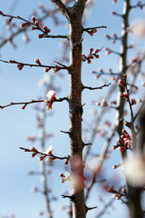 Blooming apricot in spring on a sunny day