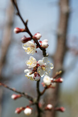 Blooming apricot in spring on a sunny day