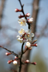 Blooming apricot in spring on a sunny day
