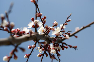 Blooming apricot in spring on a sunny day