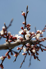 Blooming apricot in spring on a sunny day