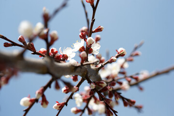 Blooming apricot in spring on a sunny day