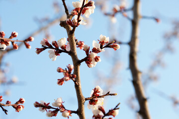 Blooming apricot in spring on a sunny day