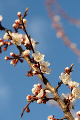 Blooming apricot in spring on a sunny day