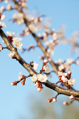 Blooming apricot in spring on a sunny day