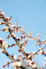 Blooming apricot in spring on a sunny day