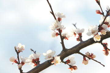 Blooming apricot in spring on a sunny day