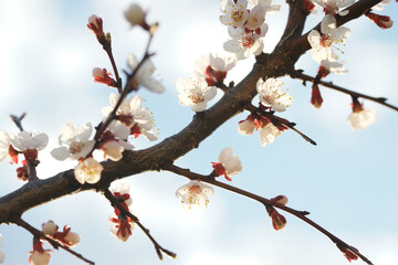 Blooming apricot in spring on a sunny day