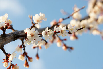 Blooming apricot in spring on a sunny day