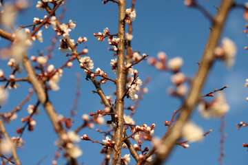 Blooming apricot in spring on a sunny day