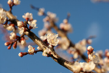 Blooming apricot in spring on a sunny day