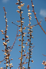 Blooming apricot in spring on a sunny day