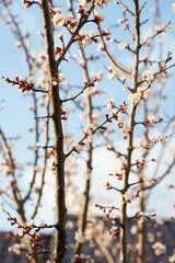 Blooming apricot in spring on a sunny day