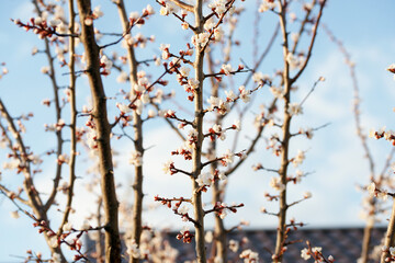 Blooming apricot in spring on a sunny day