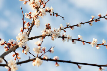 Blooming apricot in spring on a sunny day