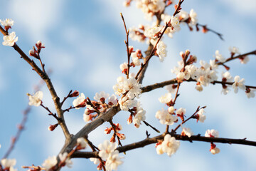 Blooming apricot in spring on a sunny day