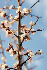 Blooming apricot in spring on a sunny day